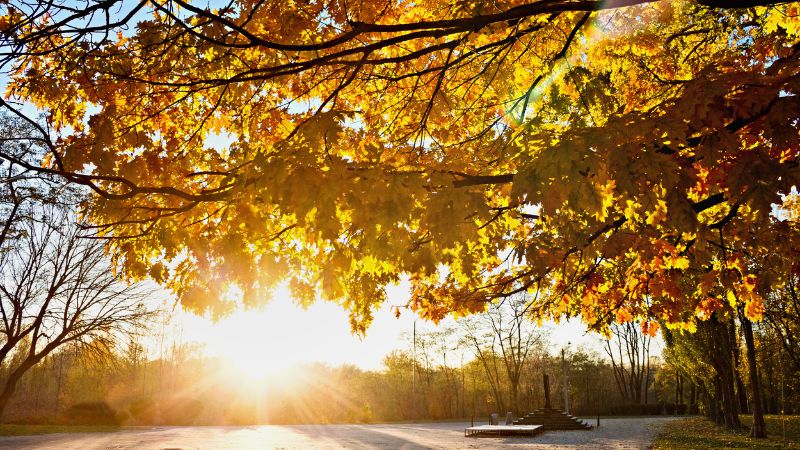 Sonne strahlt auf eine herbstliche Landschaft mit goldgelbenen Blättern umliegender Laubbäume
